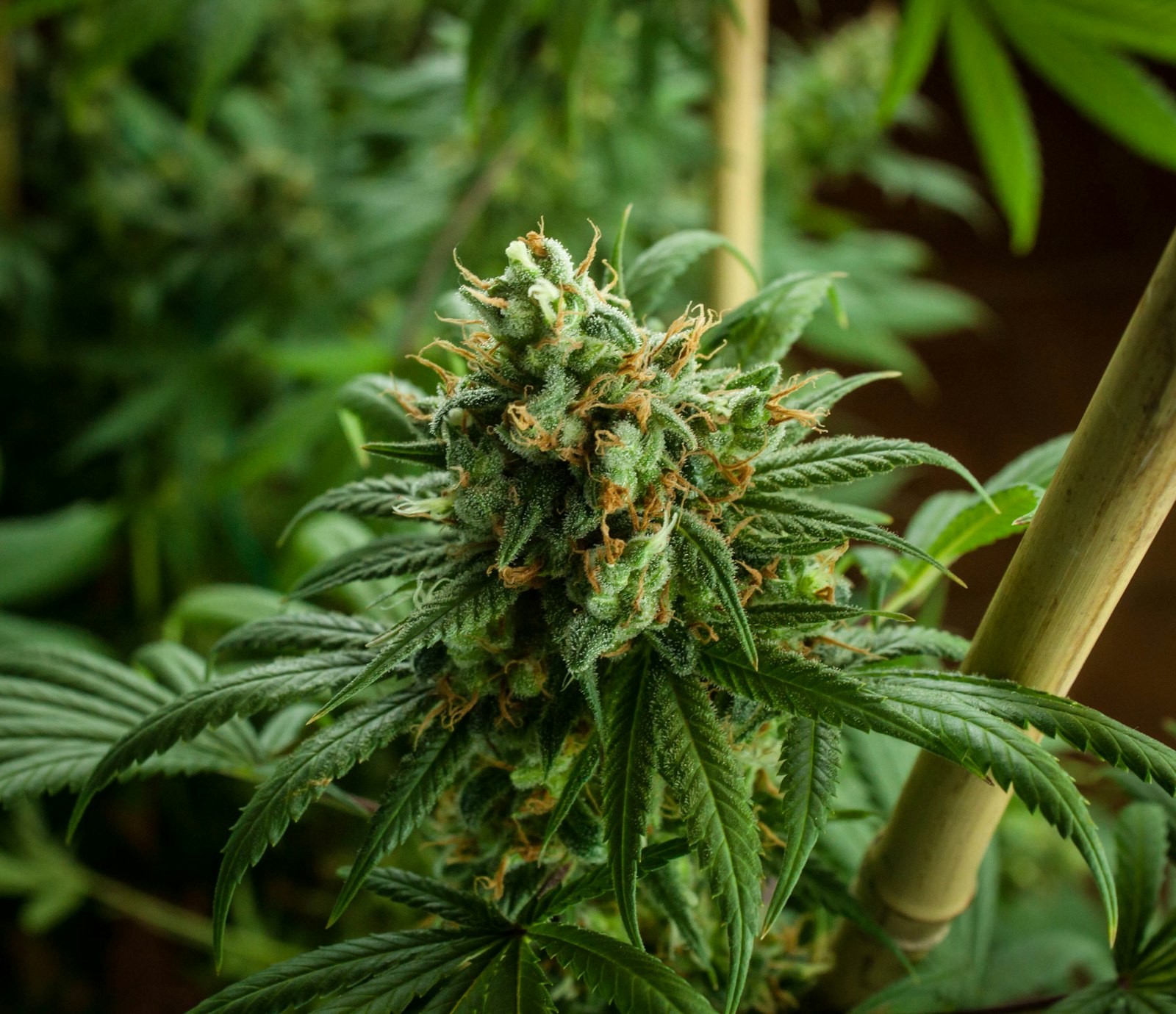 Macro close-up of a cannabis flower bud