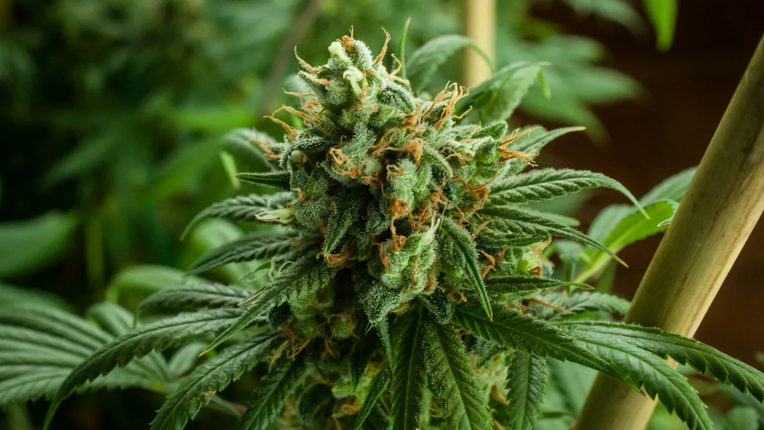 Macro close-up of a cannabis flower bud