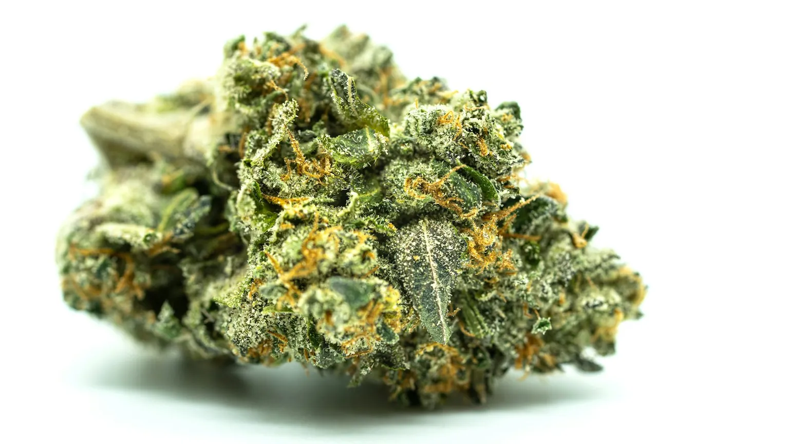 A close-up of a cannabis flower bud on a white background